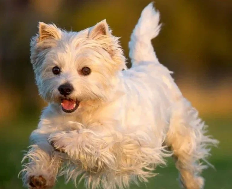 Dog running in the playground