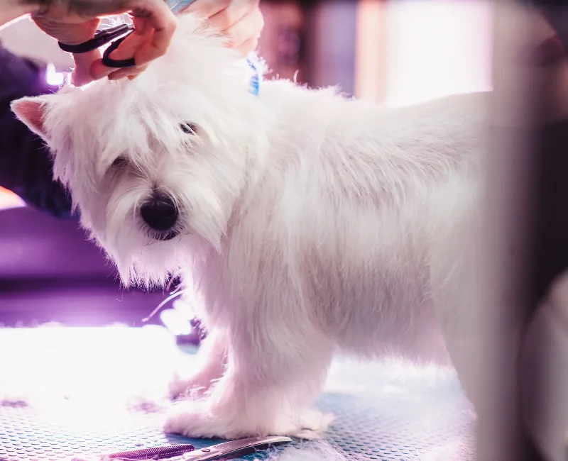 The grommer trimming the dogs hair